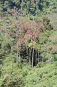 The cloud forest near the Cock of the Rock leks in the Manu reserve 